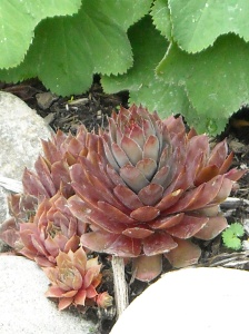 Hens and Chicks on the rocks